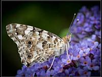 Painted Lady by Mike  Davis